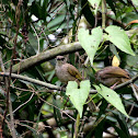 Olive Winged Bulbuls
