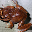 Tink Frog