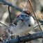 American Tree Sparrow
