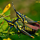 Painted Grasshopper