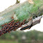 Broad-headed Bugs (Alydidae)