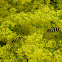 Wasp beetle