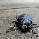 beetle