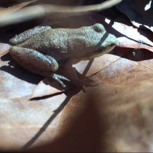 Upland Chorus Frog Project Noah