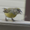 Red Crossbill