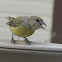 Red Crossbill