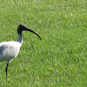 Australian White Ibis