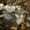 Orbweaver Web