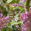 Scintillant Hummingbird 