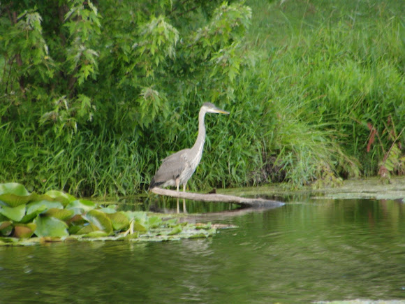 Spotting Image 1