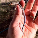 Late juvenile five lined skink