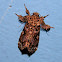 Noctuid moth