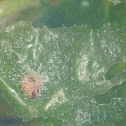 Orange-striped green anemone