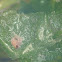 Orange-striped green anemone