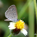 Pale Grass Blue