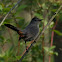 Gray catbird