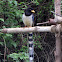 Formosan Blue Magpie