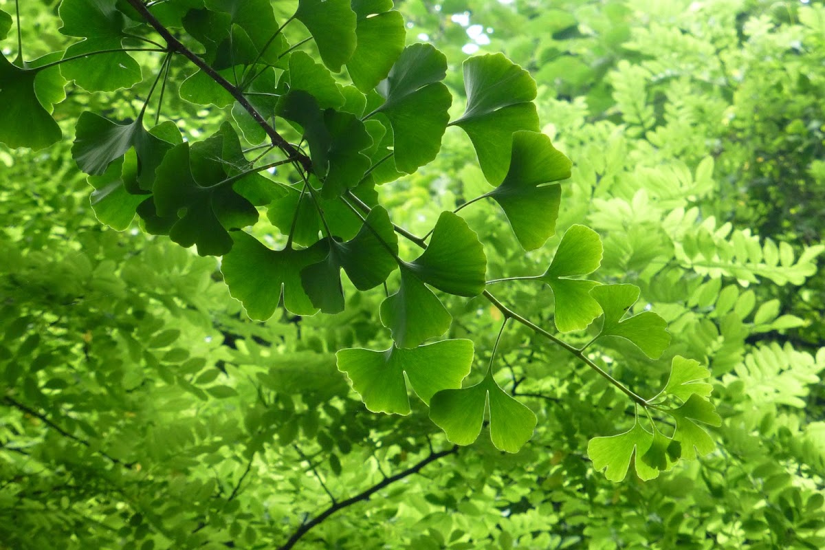 Ginkgo biloba 銀杏