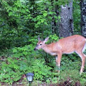 Whitetail Deer 