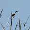 double-crested cormorant