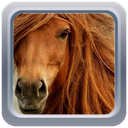 Horses Live Wallpaper mobile app icon