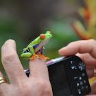 Red-eyed Tree Frog