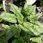 Spinach
