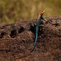 Kenyan Rock Agama
