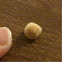 Fuzzy seed