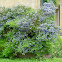 Ceanothus