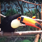 Tucán toco
