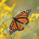 Monarch Butterfly