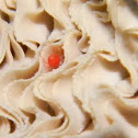 Spider Mite