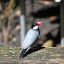 java finch