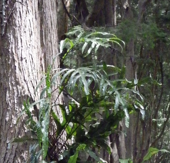 Spotting Image 1
