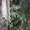 kangaroo fern / hound's tongue fern