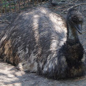 Emu