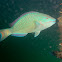 Stoplight Parrotfish