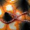 Purple Brittle Star