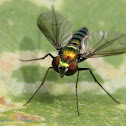 Long-legged Fly