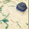 American toad