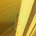 Praying mantis