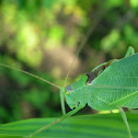 Katydid