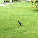Crow