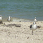 Tern or gull?