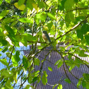 Eastern Bluebird