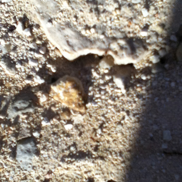 Spotting Image 1