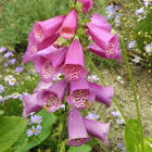 Foxglove 