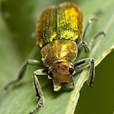 Green Scarab Beetle