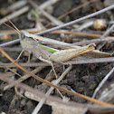 Grasshopper